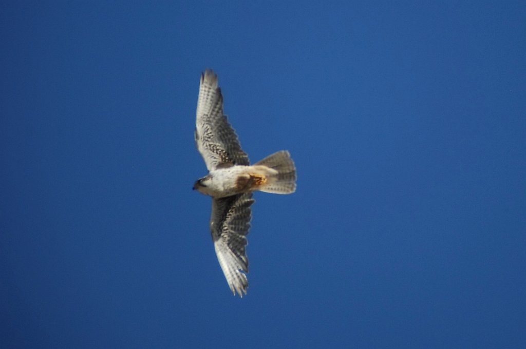 Hawk, Prairie Falcon, 2010-07034170 Dedication Point, ID.JPG - Prairie Falcon. Dedication Point, Snake River Birds of Prey NCA, ID, 7-3-2010